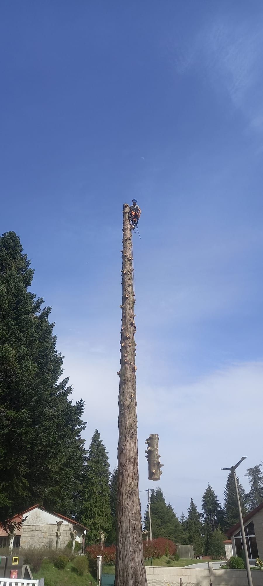 Poda e Abate de Árvores