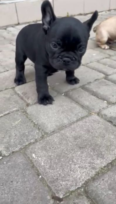 французский бульдог