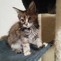 Kotka Maine Coon