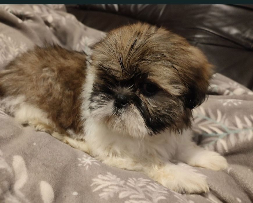 Piesek shihtzu tricolor