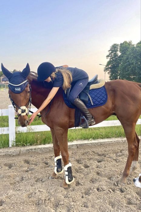 Bezpieczny wałach 6 lat kasztan