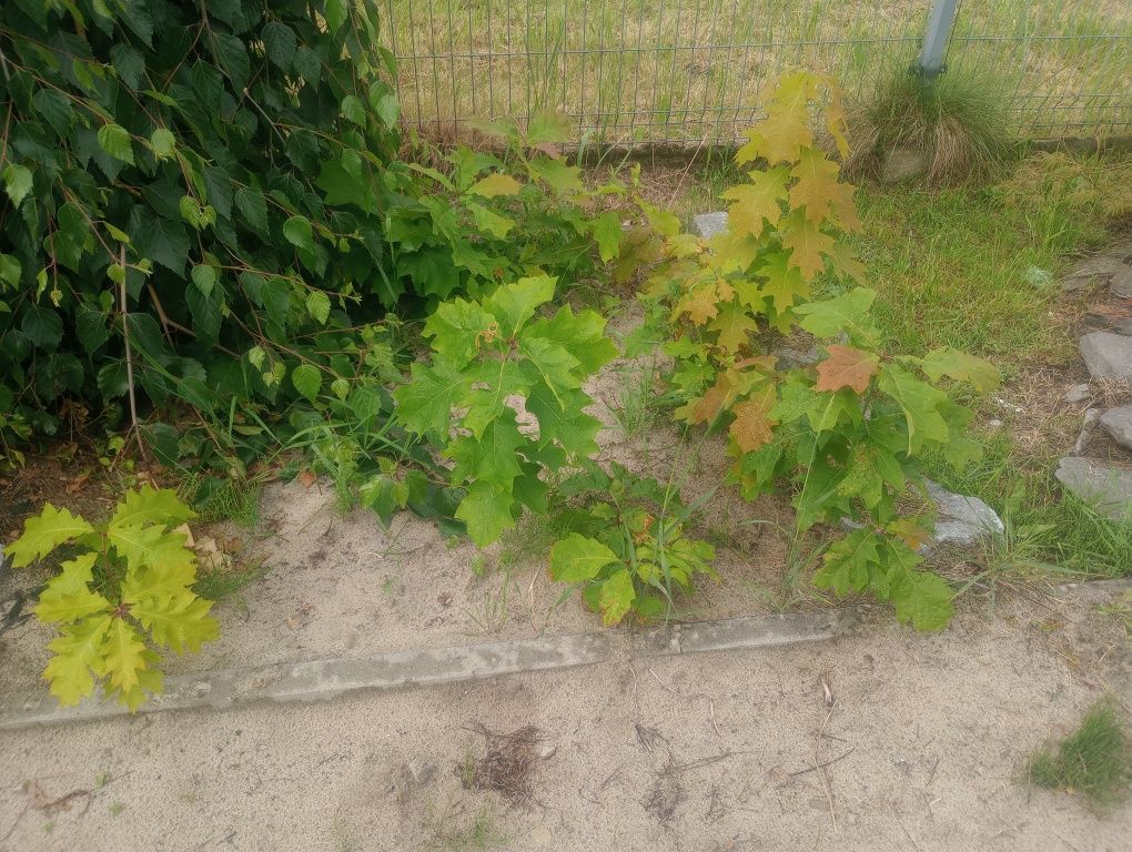 Sadzonki dąb szkarłatny