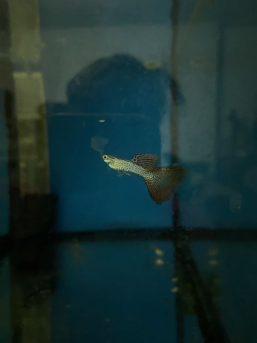 Guppy red lace super delta