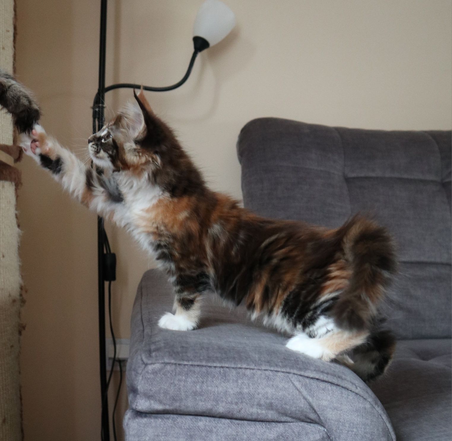 Gotowa do odbioru Kotka Maine Coon z rodowodem FPL