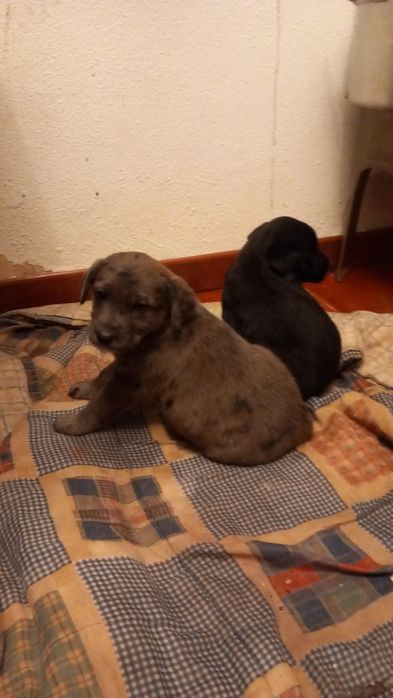 Dois cachorrinhos machos para adopção