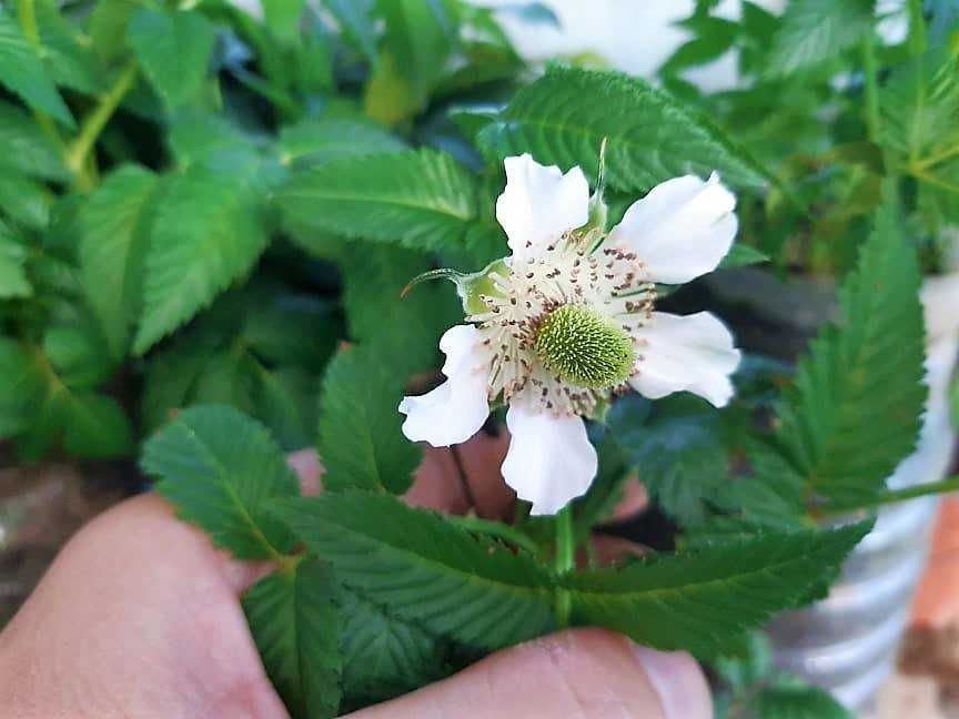 Framboesa Morango - Rubus Illecebrosus