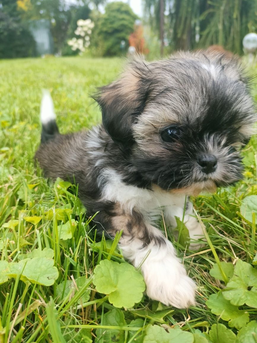 Suczka shih tzu do rezerwacji