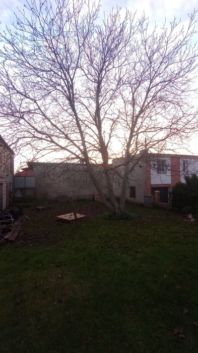 Drzewo orzech, opal, za darmo