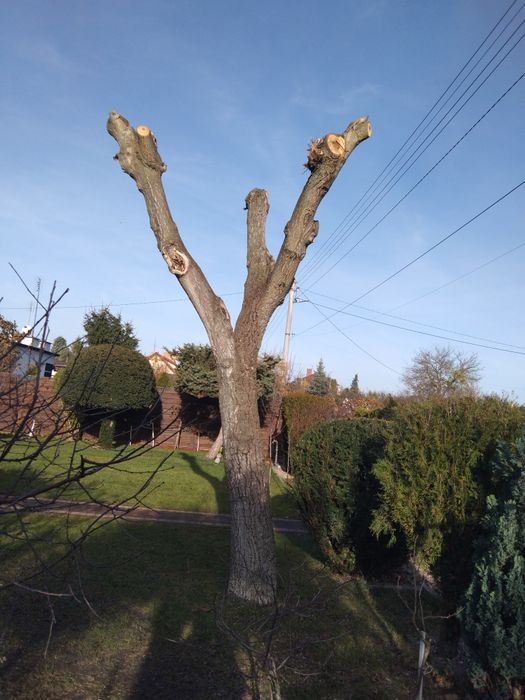 Sprzedam drzewo orzecha