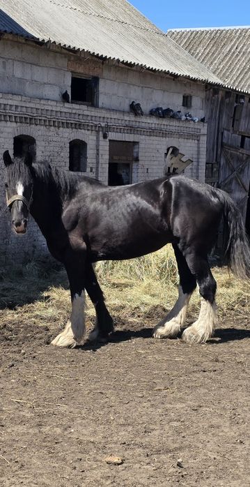 Klacz Shire 175cm