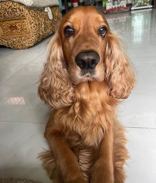 Продаються , готуються до продажу цуценята англійських спаніелів