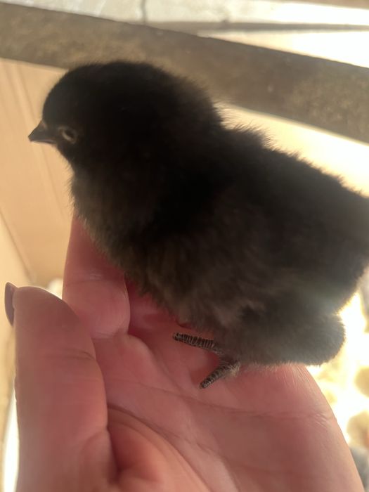 Добові  курчата амераукана