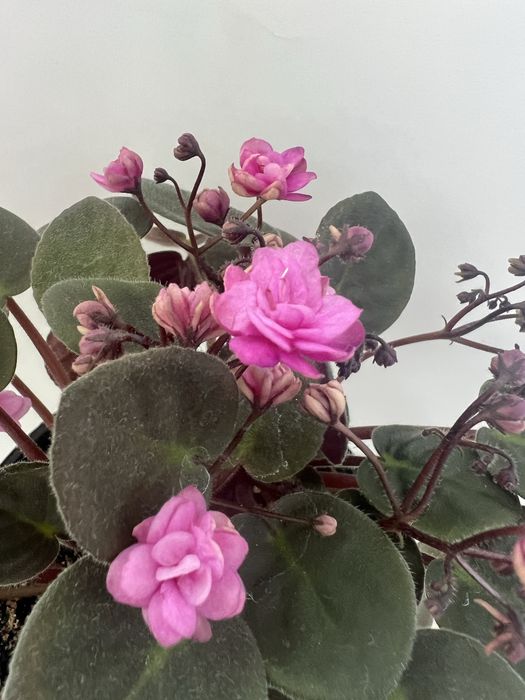 Продаю фіалки (сентполії)