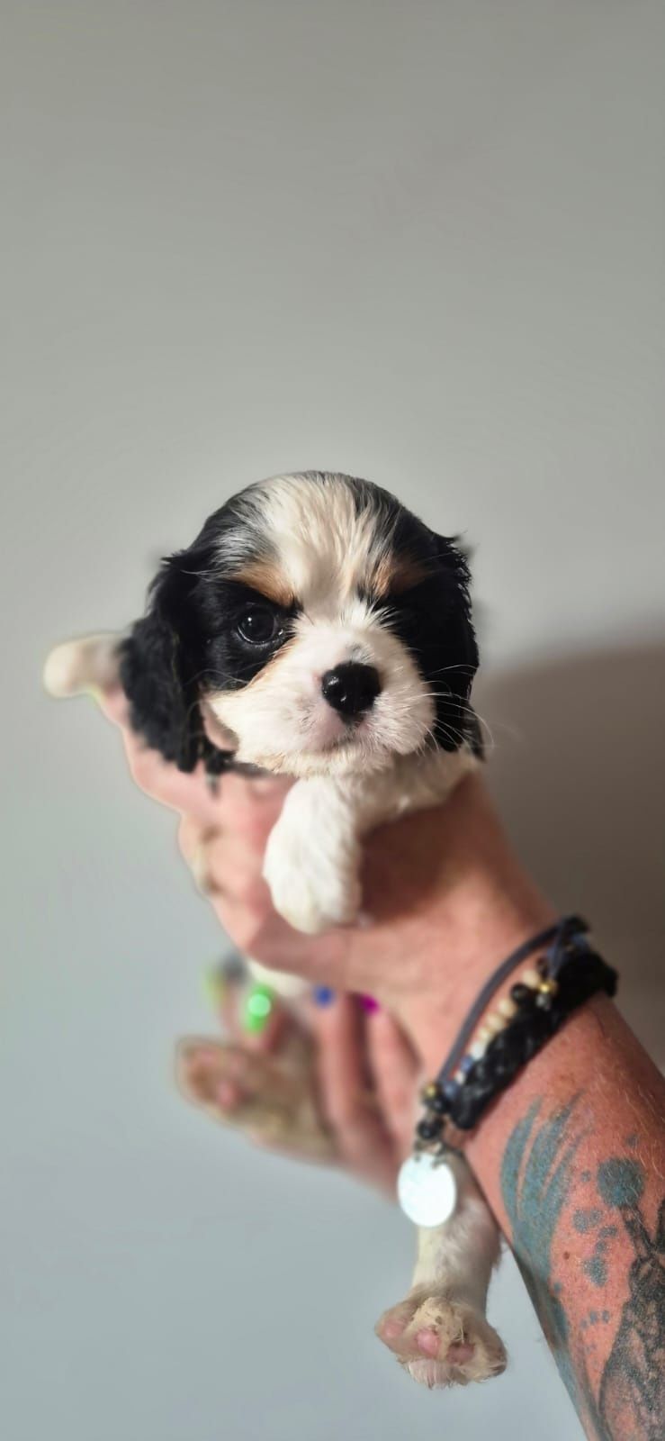 Cavalier king charles spaniel