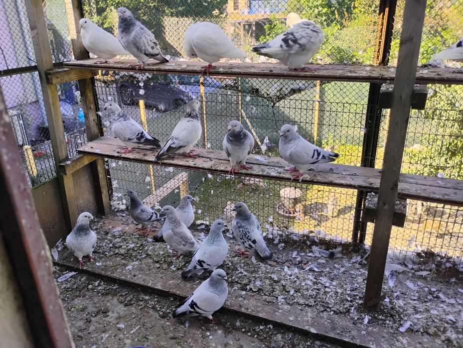 Gołębie Standardy - Hodowla z 40 letnią tradycją