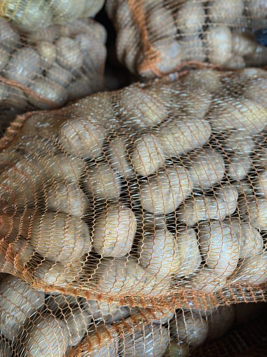 Ziemniaki z własnej działki