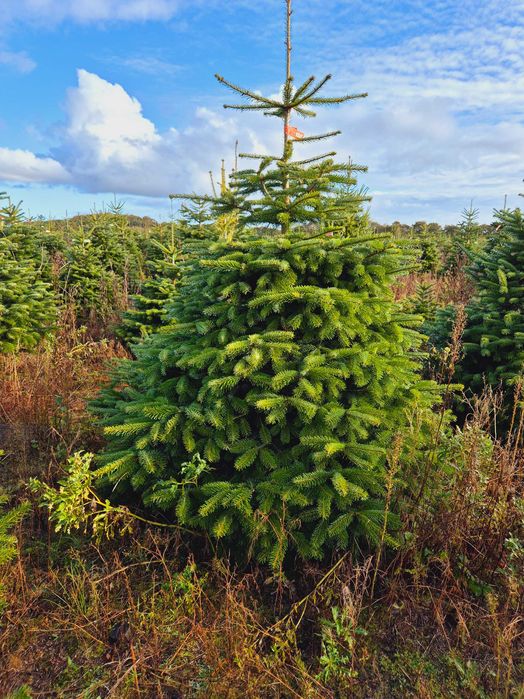 Plantacja Jodła Kaukaska cięta 100-500 lub w donicy 100-175 TuChoinki