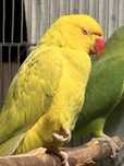 Ring neck amarelo