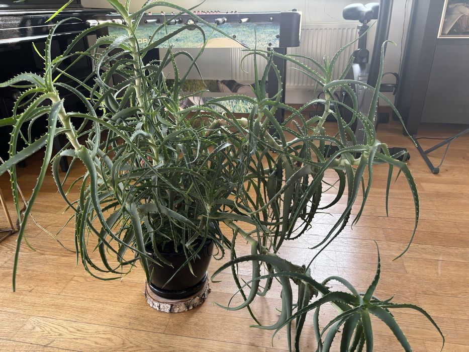Aloes duża roślina sprzedam