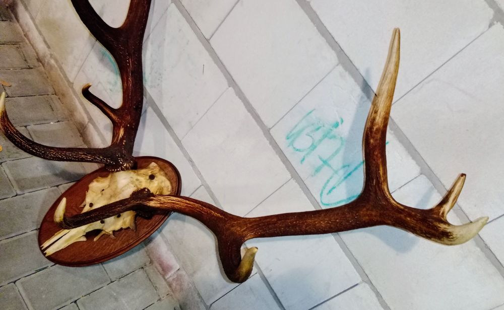 Poroże jelenia do powieszenia