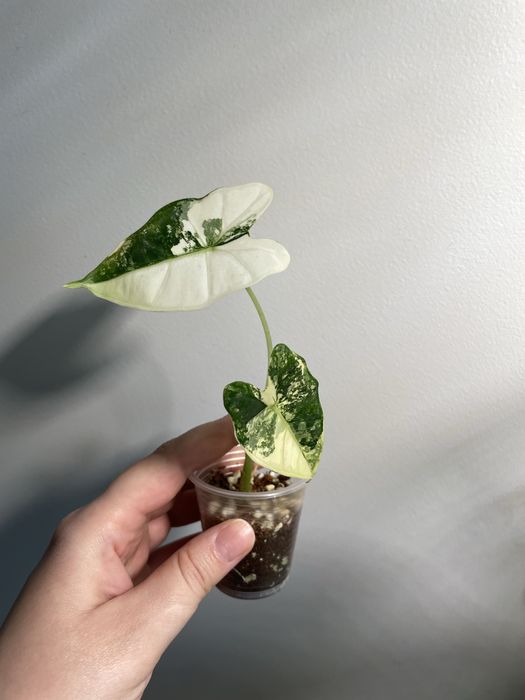 Алоказія frydek variegata