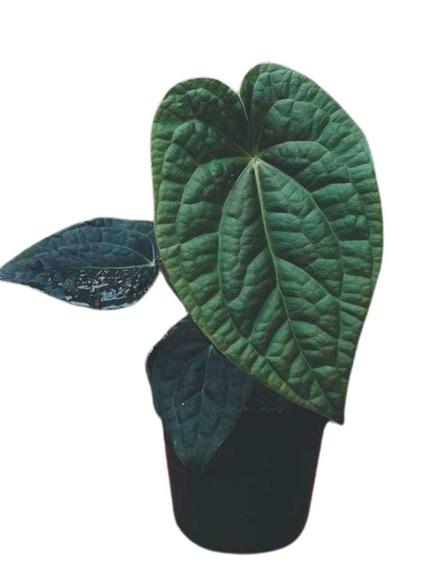 Anthurium 'David Portilla Dreams' ,  A. forgetii x A. luxurians