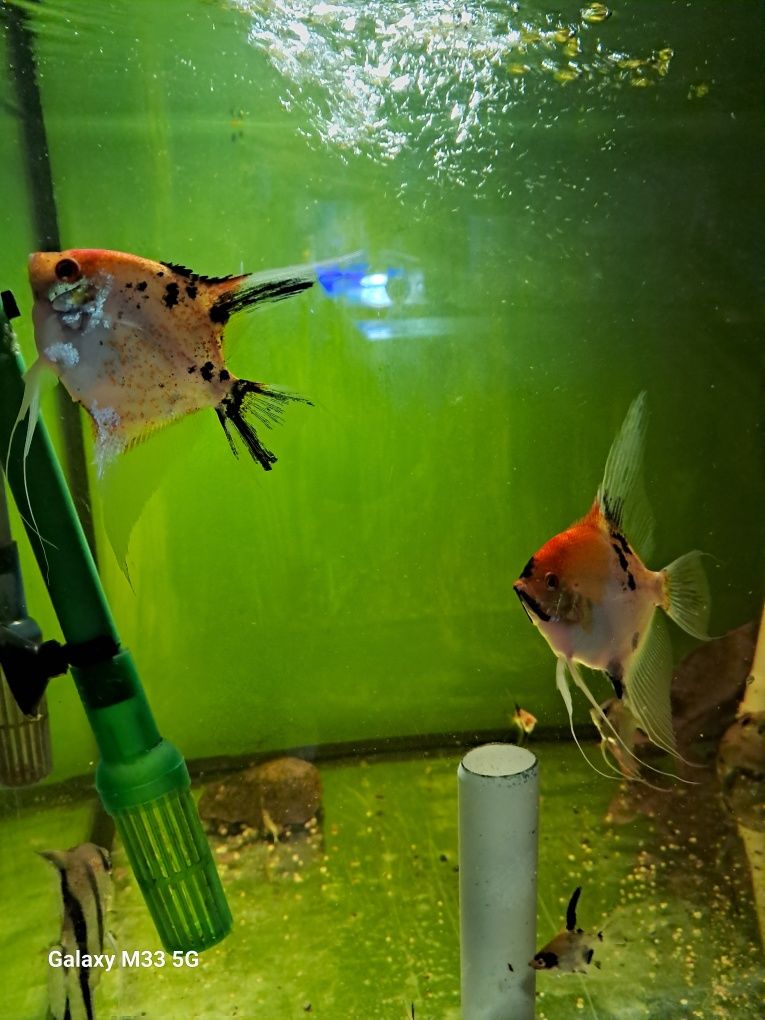 Skalar koi red devil
