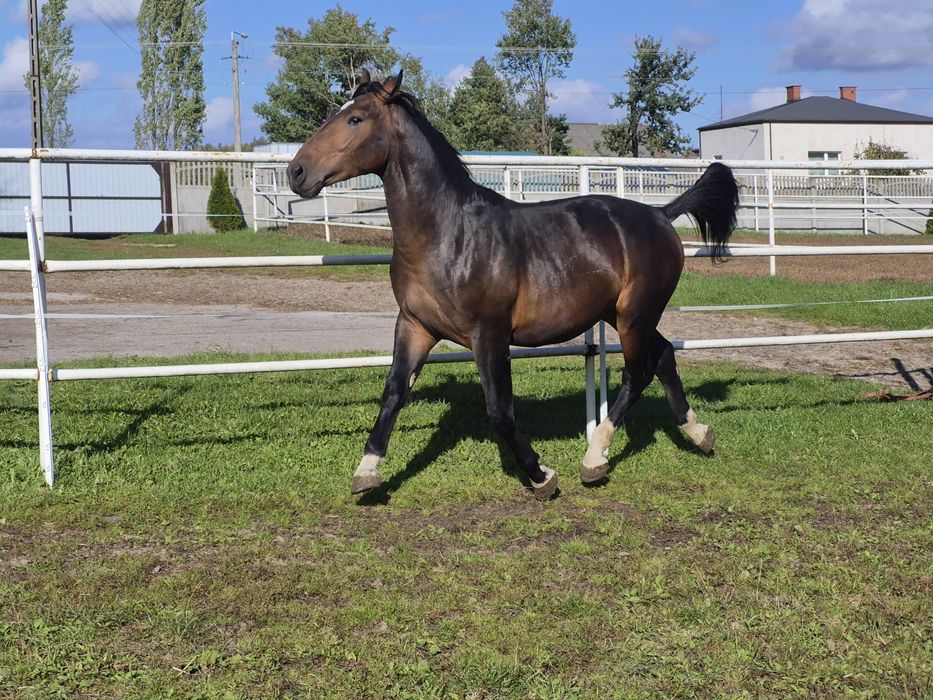 Ogier śląski gniady