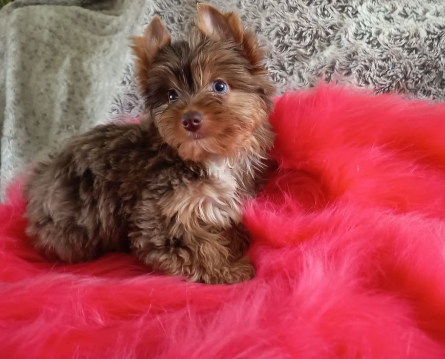 Śliczna Suczka Tweed Choco Merle Yorkshire Terrier- z niebieskim okiem