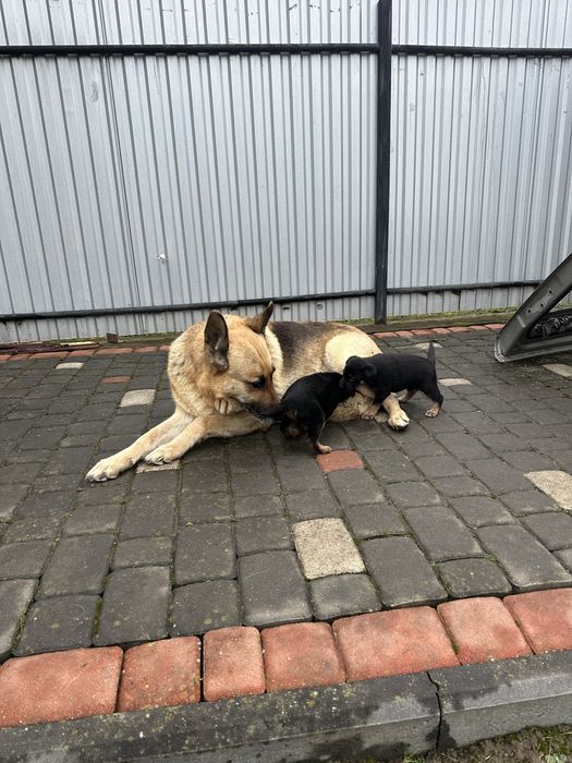 Німецькі вівчарки супер цуценята,вірні охоронці.