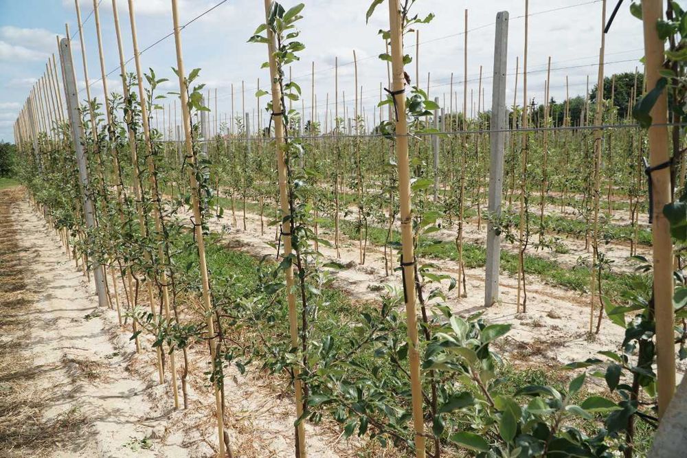 Tyczki Bambusowe Sadownicze - tyczka 26/28 295cm