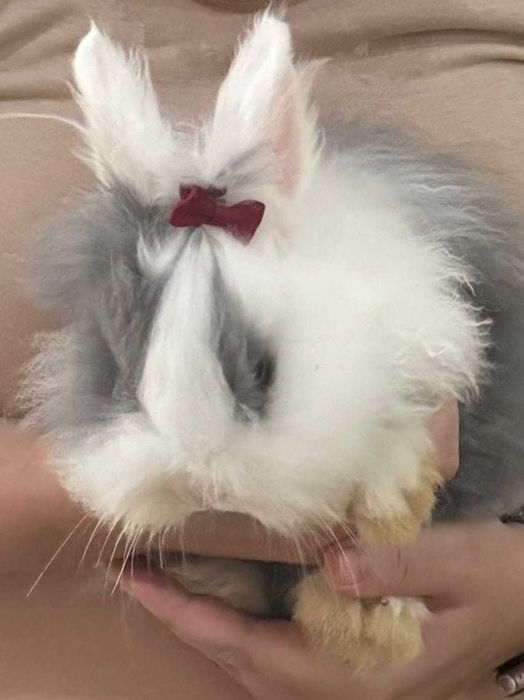 Coelha Angorá 4 meses