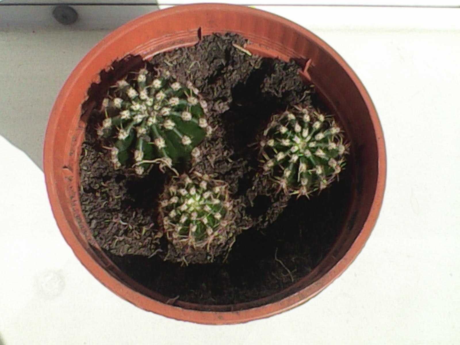 sadzonki kaktusa echinopsis