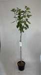 Hortensja bukietowa Phantom 140cm kalisz wysyłka biała