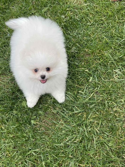 Померанський Шпіц чистокровні, батьки КСУ.В описі вся інформація