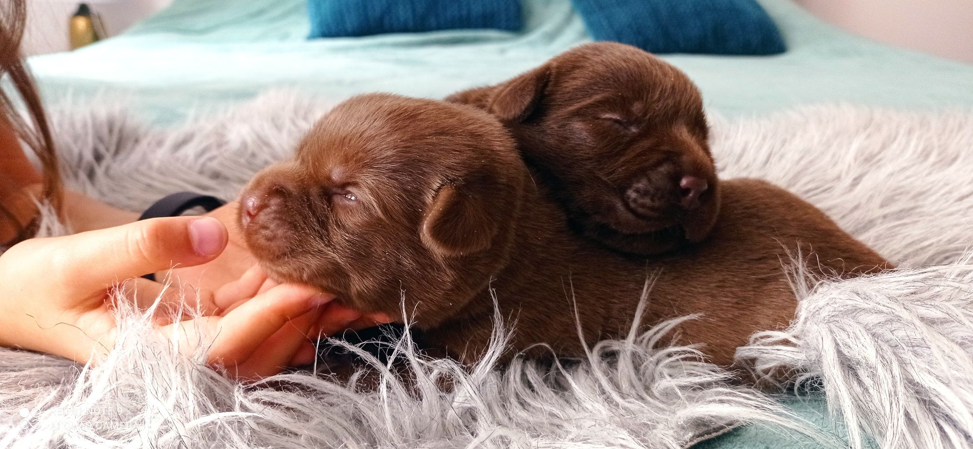 Labrador czekoladowy