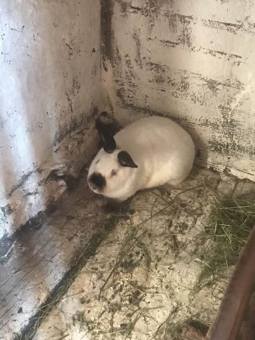 Продам кролицю..