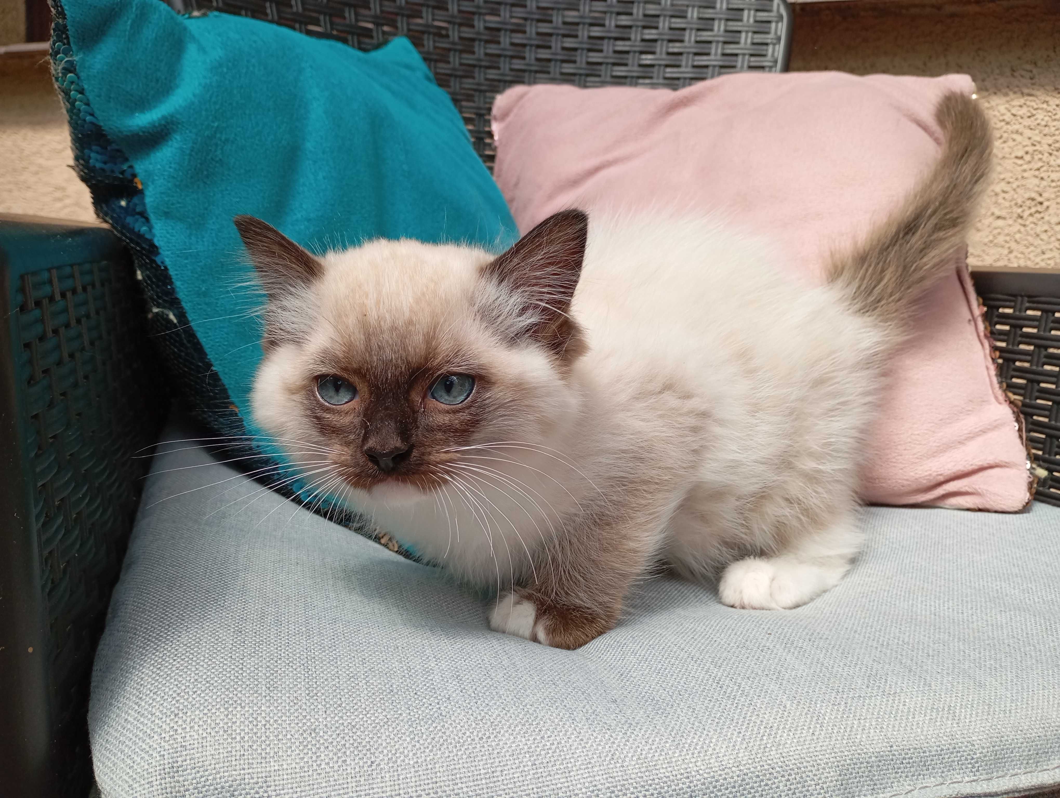 Kocurek Ragdoll z rodowodem