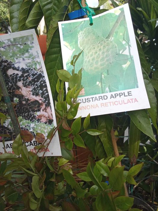 Arvores Jaca, Jabuticabas de Varios tamanhos enxertada e sem enxerto