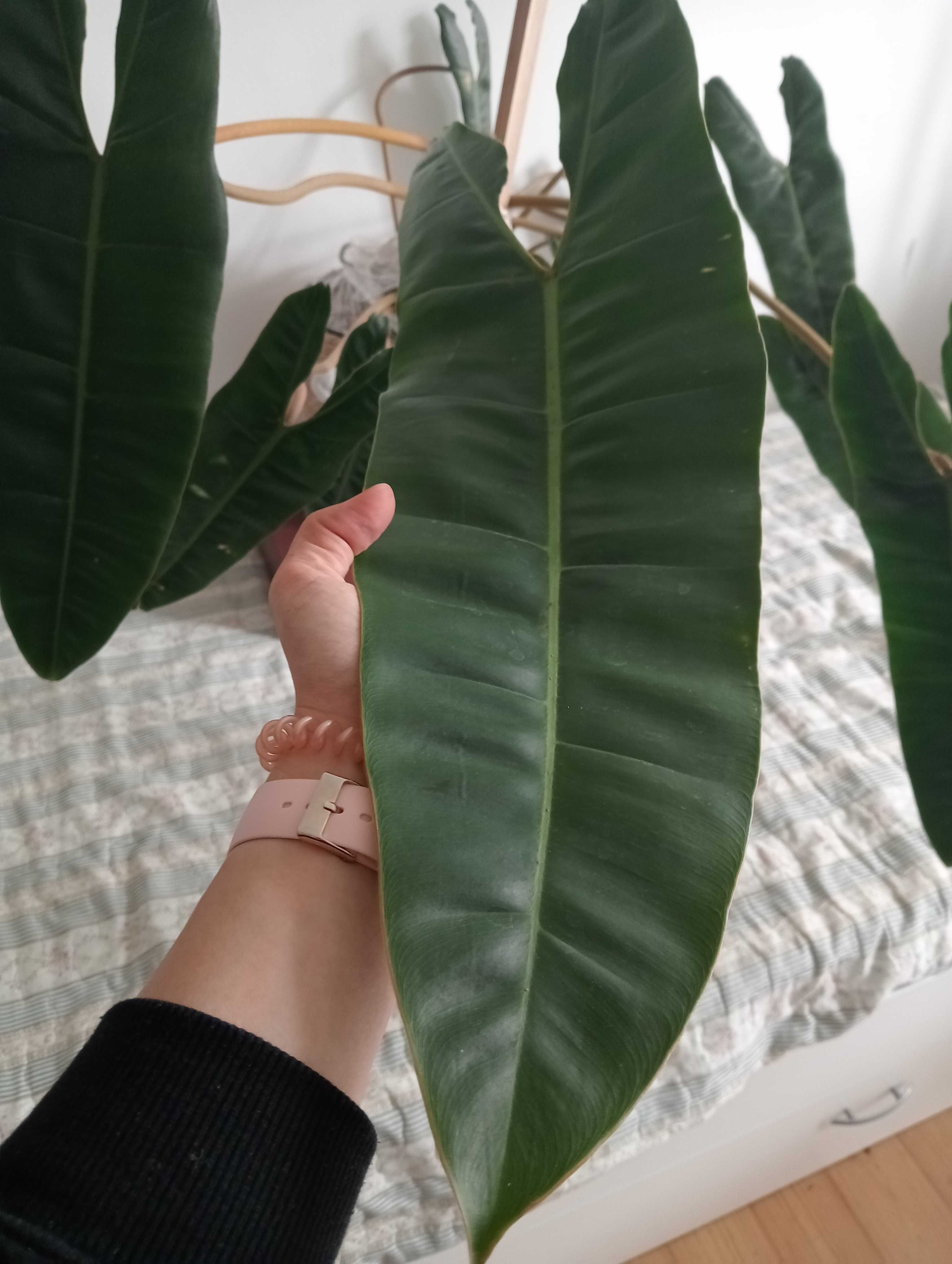 Philodenron filodendron billietiae