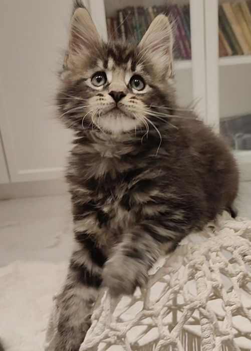 Maine coon kocurek z rodowodem FPL