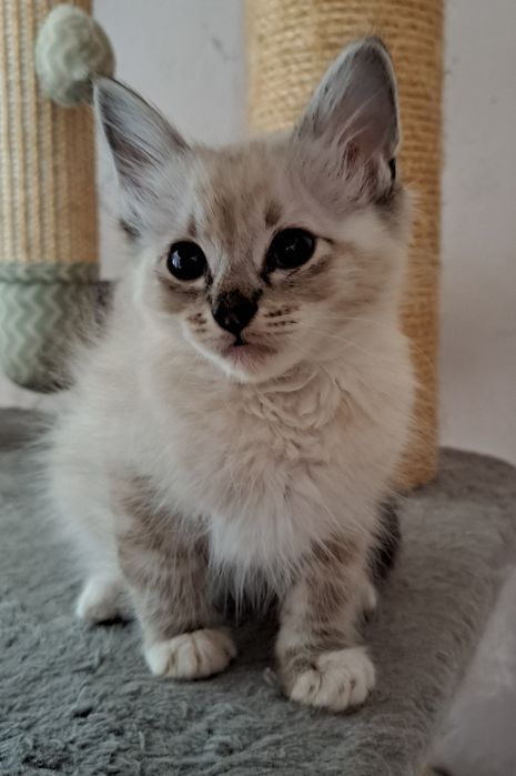 Kocurek rasy Ragdoll