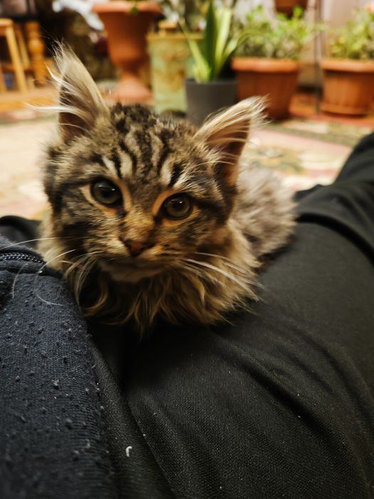 Віддам кошеня(вона)