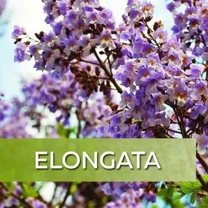 500 sementes de Paulownia Elongata