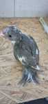 Kakariki domesticado