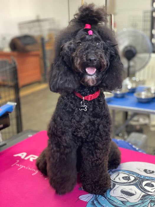 Lindo bebê de poodle médio procura novo dono!!!