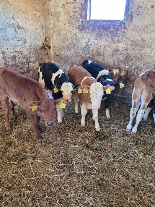 Byczki i Jałóweczki mięsne Polskie