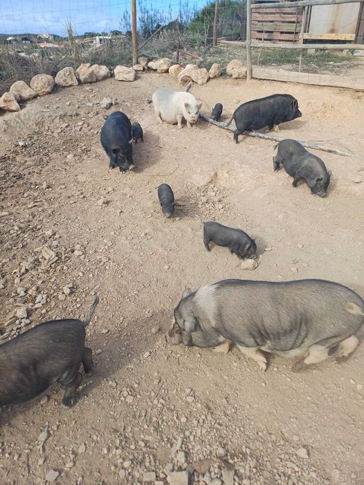 Porcos anões e vietnamitas