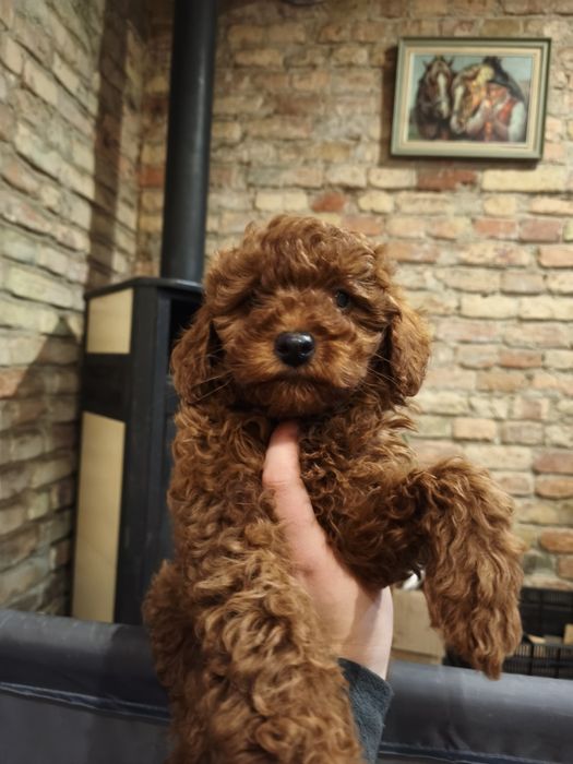 Pudel toy/mini , pudel red