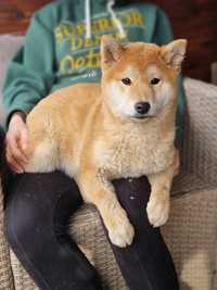 SHIBA INU suczka czerwona Bunia do odbioru szczenię pies